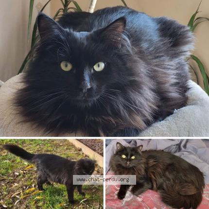 Foto 1/1 Pitch Chat perdido en Mezens