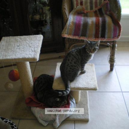 Foto 1/1 Moustique Chat perdido en Barzun