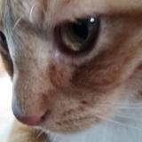 Foto del gato perdido en St Hilaire