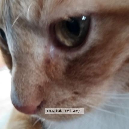 Foto 1/1 Gato encontrado Perdido en St hilaire