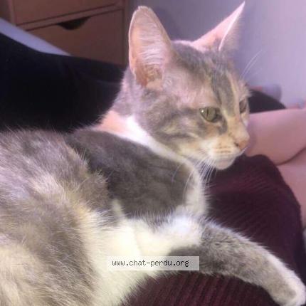 Foto 1/1 kara Chat perdido en Nantes