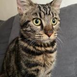 Foto del gato perdido en Fontenay Le Fleury