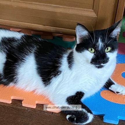 Foto 1/1 Jack Chat perdido en Valenciennes