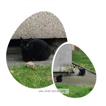 Foto 1/1 TEQUILA Chat perdido en Nantes