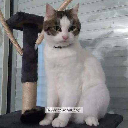 Foto 1/1 Oggy Chat perdido en Rochefort