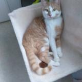 Foto del gato perdido en Saint Priest