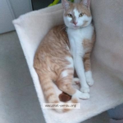 Foto 1/1 Gato encontrado Perdido en Saint priest