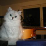 Foto del gato perdido en Onet Le Chateau