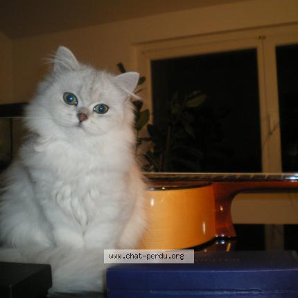 Foto 1/1 Gato encontrado Perdido en Onet le chateau