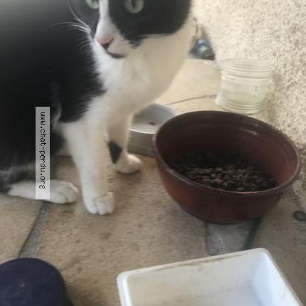 Foto 1/2 Gato encontrado Encontrado en Septfonds