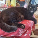 Foto del gato perdido en Villiers Sur Morin