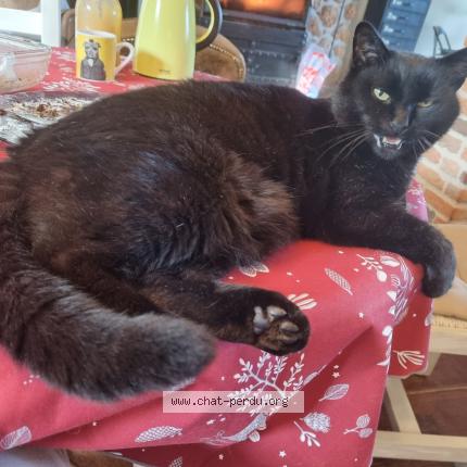 Foto 1/1 BEN Chat perdido en Villiers sur morin