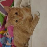 Foto del gato perdido en Roubaix