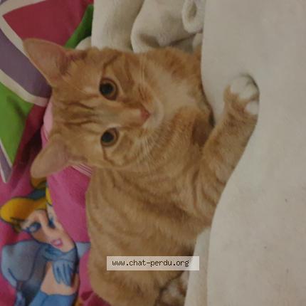 Foto 1/1 Gustave Chat perdido en Roubaix