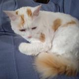 Foto del gato perdido en Lezoux