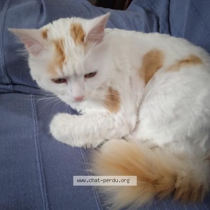 Foto 1/1 Plumo Chat perdido en Lezoux