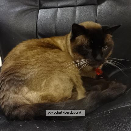 Foto 1/1 siam Chat perdido en Saint vaast la hougue