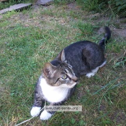 Foto 1/1 PEPSY Chat perdido en Le mans