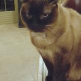 Foto del gato perdido en Marzy