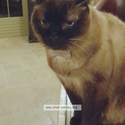 Foto 1/1 ICARE Chat perdido en Marzy