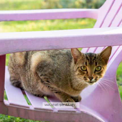 Foto 1/3 Zouzou Chat perdido en Sauzelles