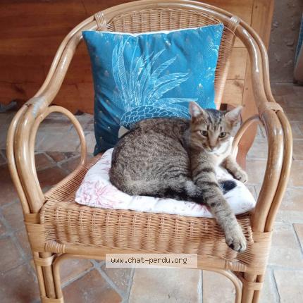 Foto 2/3 Zouzou Chat perdido en Sauzelles