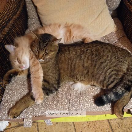 Foto 3/3 Zouzou Chat perdido en Sauzelles