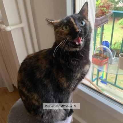 Foto 1/3 Mizie Chat perdido en Maisons laffitte