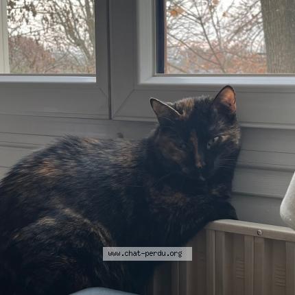 Foto 3/3 Mizie Chat perdido en Maisons laffitte