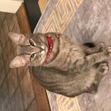 Foto del gato perdido en Lausanne