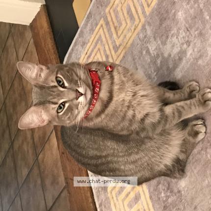 Foto 1/1 Luax Chat perdido en Lausanne