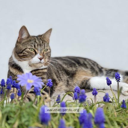 Foto 1/1 Zako Chat perdido en Rainvillers