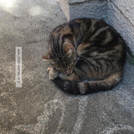 Foto 1/1 Mulan Chat perdido en Billere