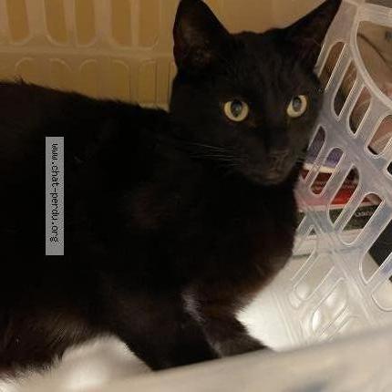 Foto 1/1 Pompon Chat perdido en Vandoeuvre les nancy