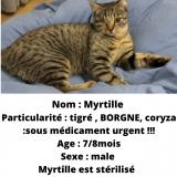 Foto del gato perdido en Halluin