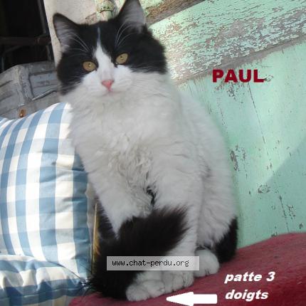 Foto 1/1 HEDVIGE CASTAN Chat perdido en Nevers
