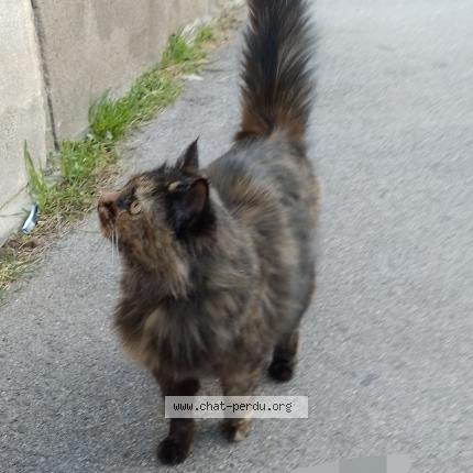 Foto 1/1 Gato encontrado Encontrado en Narbonne