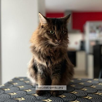 Foto 1/1 SACHA Chat perdido en Ballan mire