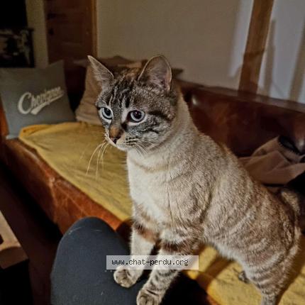 Foto 1/1 Rachel Chat perdido en Montfort le gesnois