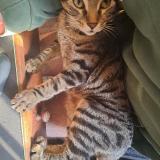 Foto del gato perdido en Colombes