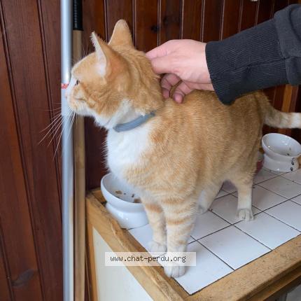 Foto 1/1 Gato encontrado Encontrado en Bondy