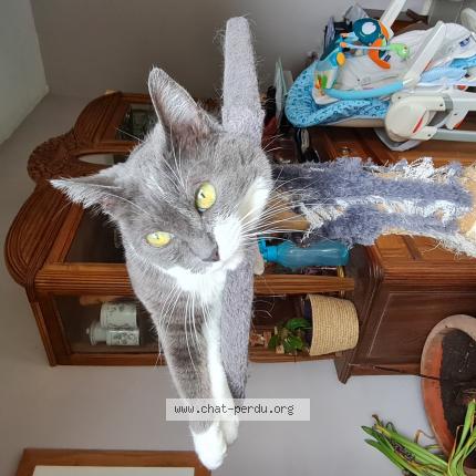 Foto 1/1 Gato encontrado Perdido en Saint maur des fosses