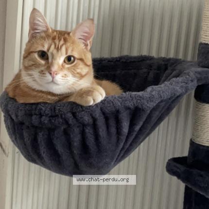 Foto 1/1 Hiro Chat perdido en Seclin