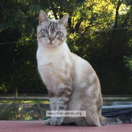 Foto 1/1 Ninja Chat perdido en Maisons alfort