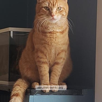 Foto 1/1 Gato encontrado Perdido en Sartrouville