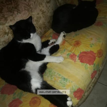 Foto 1/1 Chaussette Chat perdido en Le petit quevilly