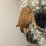 Foto de gato encontrado en Saint Maur Des Fosses