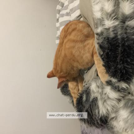 Foto 1/1 Gato encontrado Encontrado en Saint maur des fosses