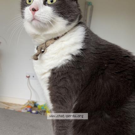 Foto 1/1 Raptor Chat perdido en Saint maur des fosses