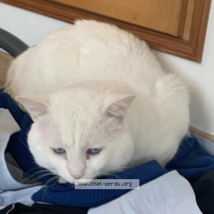 Foto 1/1 Pissig Chat perdido en Aulnay sous bois